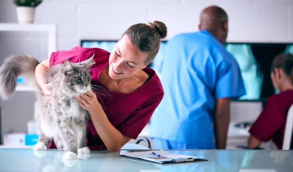 A female vet tech examining a cat.